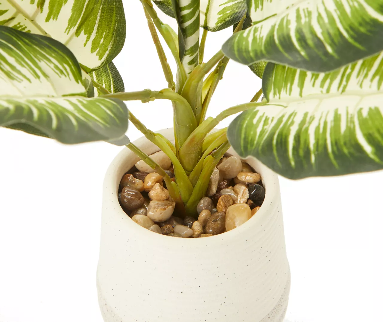 Zebra Plant In Ceramic Pot - Image 2