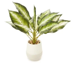 Zebra Plant In Ceramic Pot